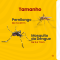 Carrossel---Diferença-do-Pernilongo-e-Mosquito-da-Dengue_03